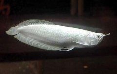 银龙鱼混养适合哪些鱼？