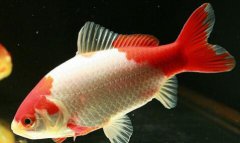 金鱼品种特点和划分