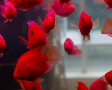 红鹦鹉鱼大概价格多少钱？