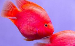 红鹦鹉鱼不吃食怎么办五个原因分析