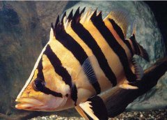 印尼虎鱼长40cm要多久？