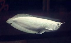 银龙鱼怎么分公母的方法？