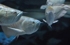 银龙鱼是淡水鱼吗？