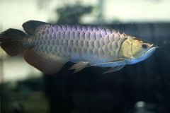 金龙鱼是什么鱼有哪些品种？