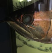 金龙鱼眼睛有块白膜怎么治疗？