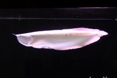 银龙鱼成年尺寸多大长的快吗？