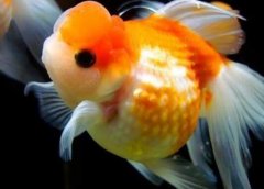 金鱼吃什么食物长得快？