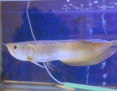 银龙鱼怎么养:银龙水霉病如何治疗？