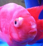观赏鱼红鹦鹉眼睛凸起怎么冶？