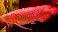 最贵的观赏鱼7000万的红龙鱼？
