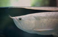 银龙鱼常见病:银龙背部发黑怎么办？