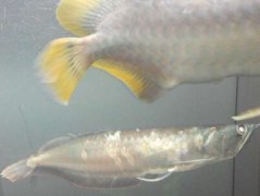 银龙鱼怎么养:银龙鱼水霉病治疗多久