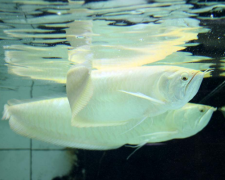 银龙鱼常见病:银龙鱼水霉病原因和治