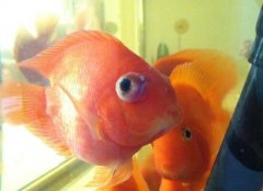 红鹦鹉鱼眼睛凸出来怎么治疗？