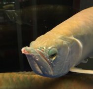 银龙鱼怎么养:银龙鱼胡须断了怎么办