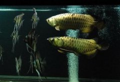 观赏鱼金龙鱼养几条最好？