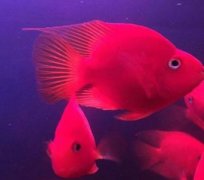 红元宝鹦鹉鱼能长多大？
