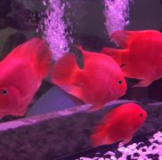 鹦鹉鱼吃什么增加红色？
