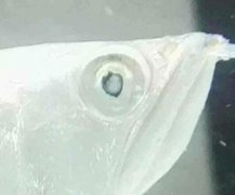 银龙鱼常见病眼球发白怎