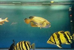 印尼虎鱼怎么分公母如何繁殖？