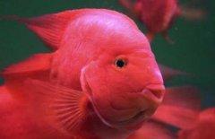 红元宝鹦鹉鱼好养吗？