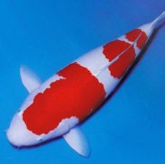 红白锦鲤鱼怎么养比较好？