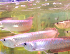 银龙鱼是淡水鱼吗怎么养？