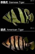 虎鱼品种区别有哪些不同？
