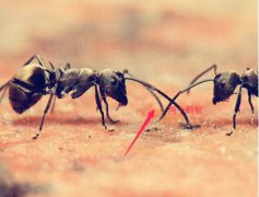 蚂蚁怕什么气味和东西(蚂蚁的天敌是
