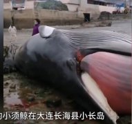 9米长鲸鱼搁浅大连海滩,近百头鲸集体搁浅海滩死