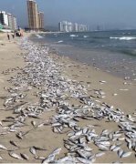 广东一景区海滩出现大面积死鱼,目前
