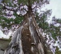 全国仅有5株5000岁古树,古树是