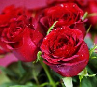 红玫瑰代表什么意思(红玫瑰代表什么意思花语是什么