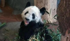 美国动物园将归还大熊猫丫丫和乐乐,结束20年的租借