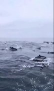 渔民出海偶遇100多只海豚逐浪嬉戏,整个过程持续约半