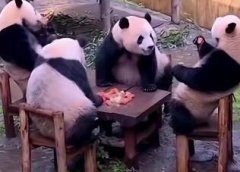 四只大熊猫凑一桌像在打麻将,有时候