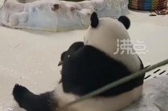 饲养员用竹竿打熊猫暖暖 园方回应