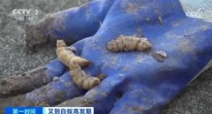 浙江一大坝挖出生长十几年白蚁后,蜂窝状的主巢从地